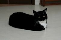 「スピード感あふれるフォルム」になった猫ちゃん、チーターよりも速い？！その姿に注目集まる