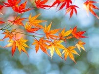 【精神障害者保健福祉手帳】所持者「154万7433人」5年連続で増加！「1級・2級・3級」で何が違う？所持することで受けられる「優遇制度」東京都の事例で確認