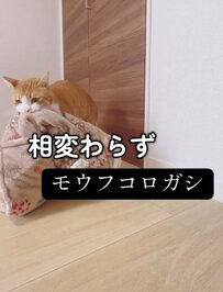 【どっちが勝つ？】猫がお掃除ロボットと対決したら…結末が可愛すぎて笑ってしまう！