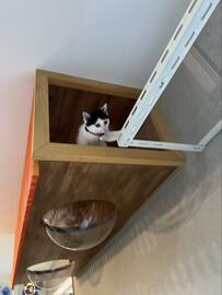 【奇跡の一枚】子猫ちゃんがにっこり！　アイドルスマイルが可愛くて目が離せない人続出