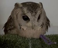 【甘々なフクロウ】可愛くて珍しい姿勢で甘えるフクロウさん、なでなでされてうっとりする姿に悶絶必至！