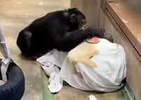 【北海道旭川市旭山動物園】「ヒトに最も近い動物」旭山動物園のチンパンジーがタオルケットで「子供」みたいにじゃれあう姿にホッコリ