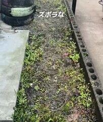 築30年超〈和風中古戸建の雑草対策〉→カインズの人工砂を撒くだけでスッキリ美しい〈雑草ゼロ空間〉に！「自分もやりました 」と共感の声