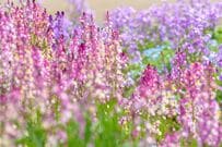 種を土にばらまくだけ！初心者でも育てやすい《秋まきの花》5選＆種まきの成功率を上げるコツ