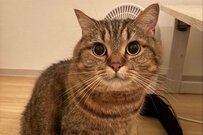 【猫の2コマが話題】かわいい表情→首が伸びた？「迫力満点の顔」に思わず二度見