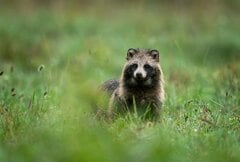 「穴に詰まった野生のたぬき」　あまりにもどんくさすぎるたぬきの様子に「なんで通れると思った」