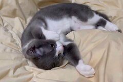 家に来たばかりの頃の猫さんが話題　オジかわいい成長ぶり分かる光景に反響