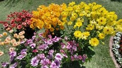 植えっぱなし4年目も！モリモリ咲く「ラナンキュラスラックス」おすすめ品種3つ。わが家の庭で実際に育てた10品種以上から厳選！