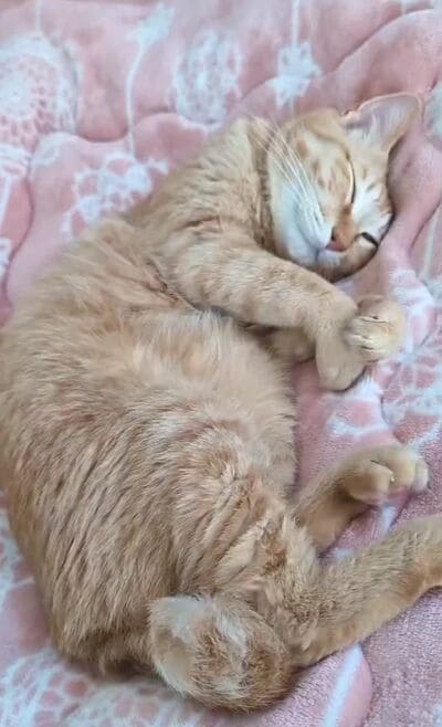リラックスして眠るぷりんちゃん