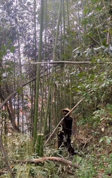 変身前の幼稚園の裏山