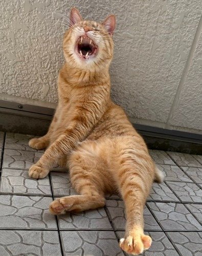 「また足つった…」というキャプションがぴったりの表情