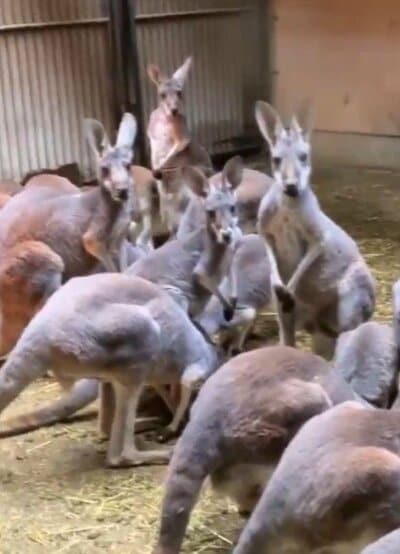 愛媛県立とべ動物園