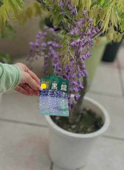 藤あя子のAmeba公式ブログ投稿