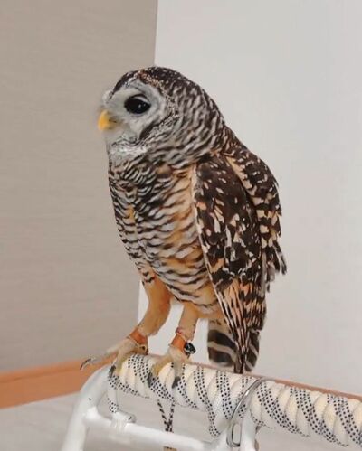 投稿動画のワンシーン