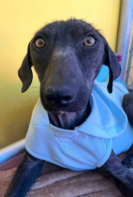 ゴミの山から救助された黒犬　愛情を注がれ、身も心も回復した姿に「無事でよかった」
