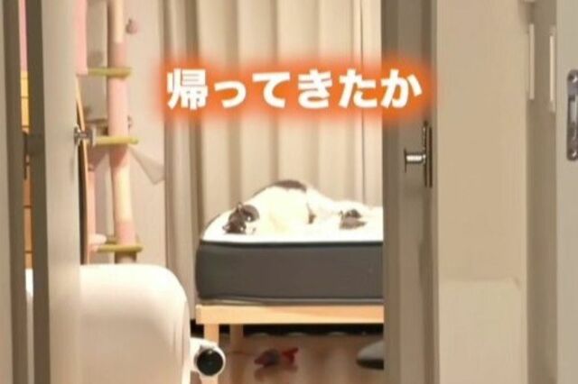 【家の主みたい】寝そべったまま飼い主をお出迎えする猫→その後の「かわいい行動」が話題に