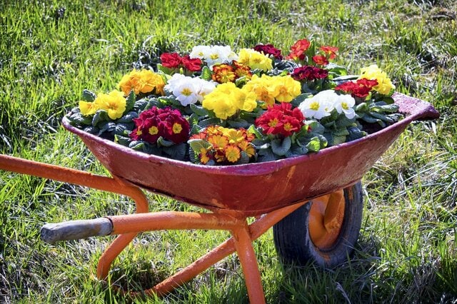 【ガーデニング】寄せ植えにオススメの花7選！冬に植えても春まで楽しめる品種を紹介