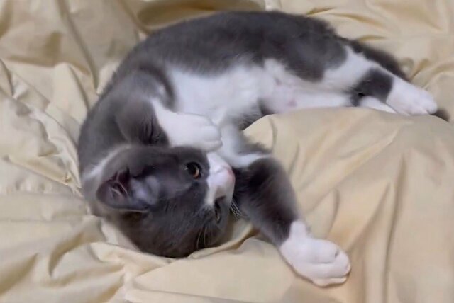 家に来たばかりの頃の猫さんが話題　オジかわいい成長ぶり分かる光景に反響
