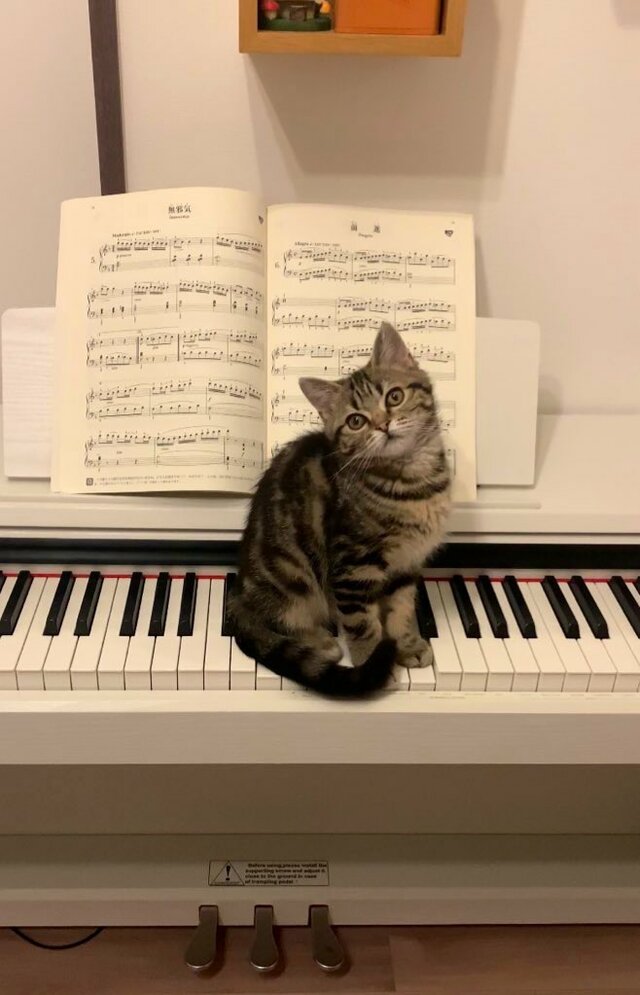 ピアノの鍵盤の上に立ち塞がる子猫　成長後…目を疑う光景が16万回表示！