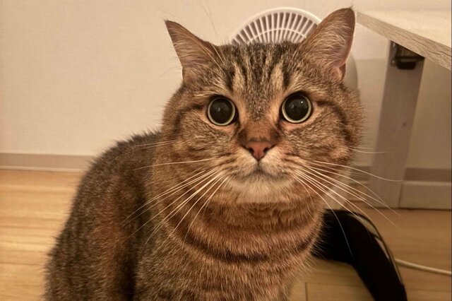 【猫の2コマが話題】かわいい表情→首が伸びた？「迫力満点の顔」に思わず二度見