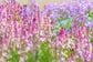 種を土にばらまくだけ！初心者でも育てやすい《秋まきの花》5選＆種まきの成功率を上げるコツ