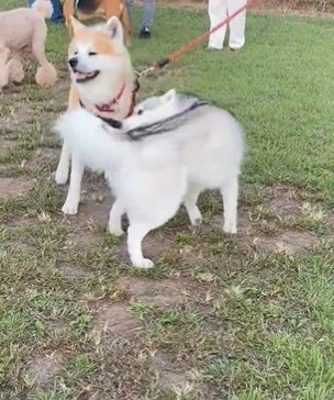 出所：@Livewithhusky