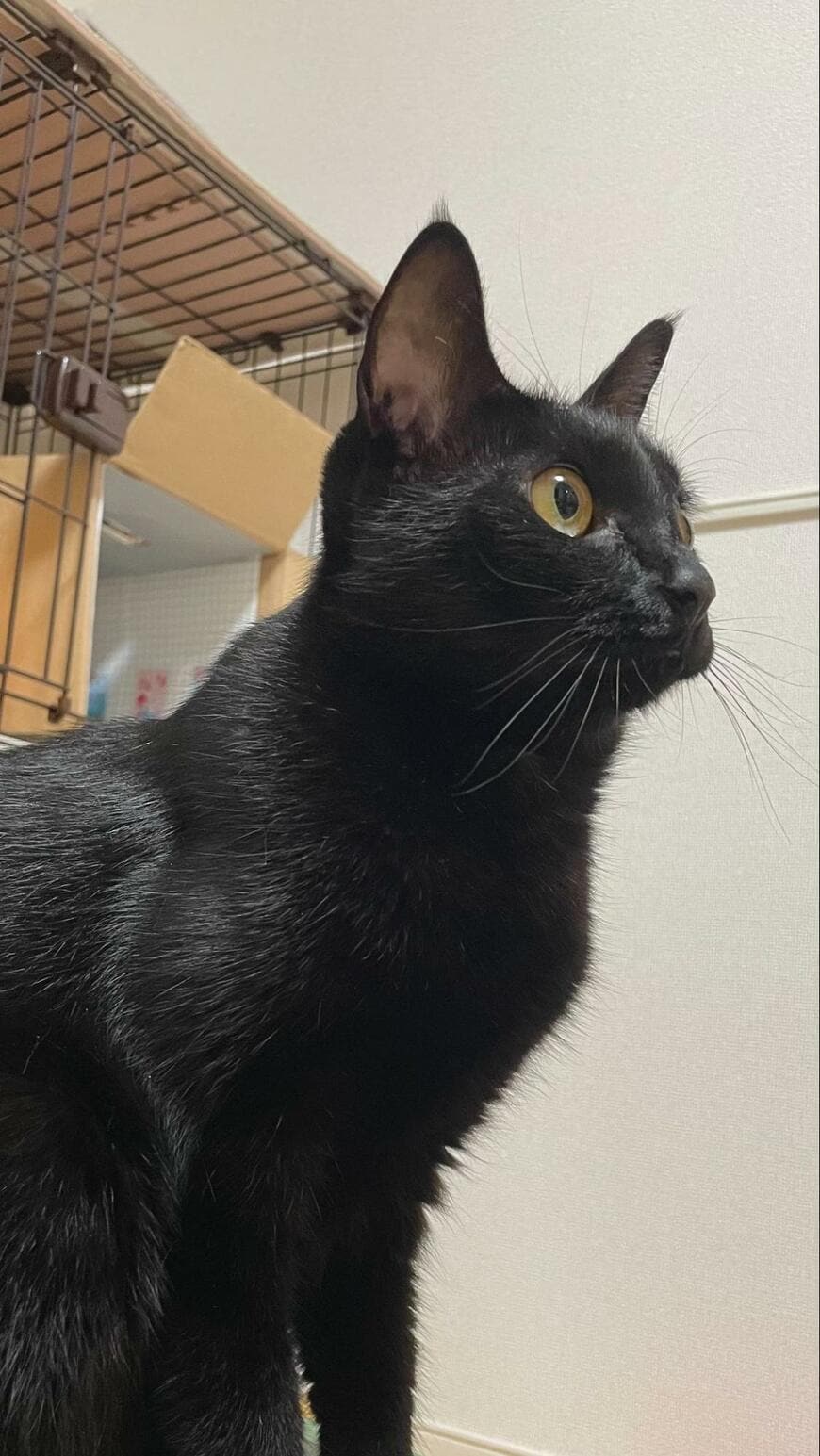 【14万2000回表示】猫ちゃんまさかの液体化！視線吸い寄せる姿に「ブラックホール」の声