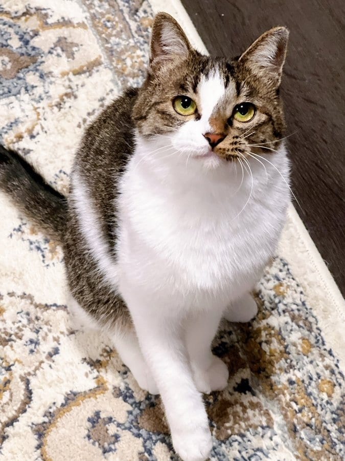 出所：@nekokawaii1214