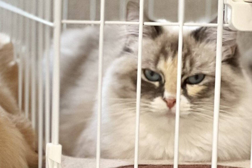 出所：@pu_channeldesu