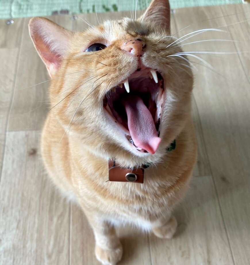 出所：@luna7taka9