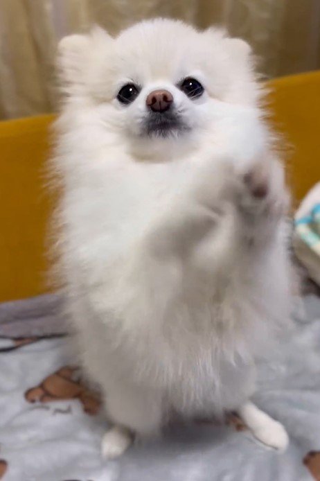 出所：@boku_ponchan