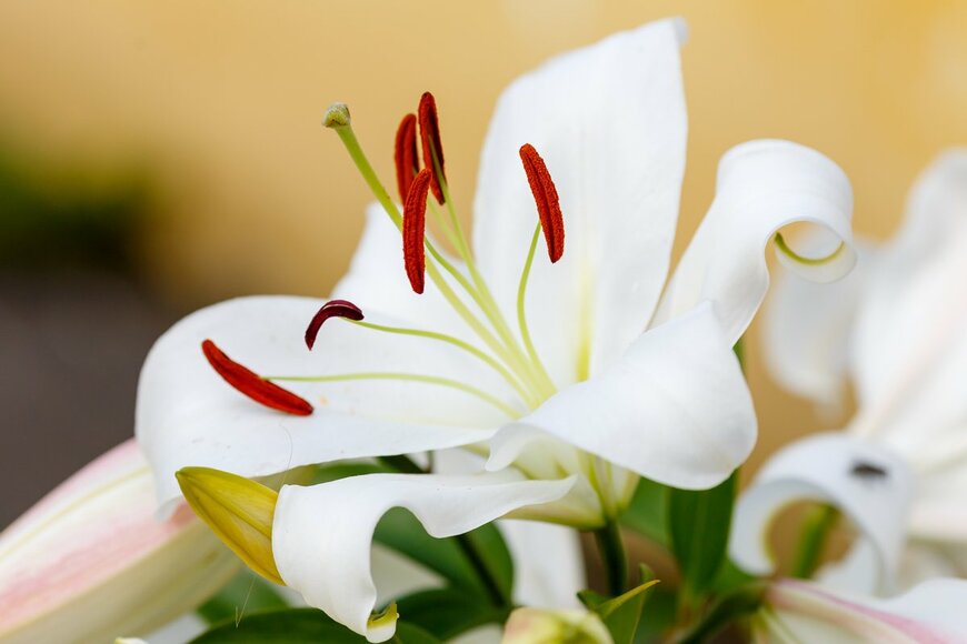 Flower_Garden/Shutterstock.com