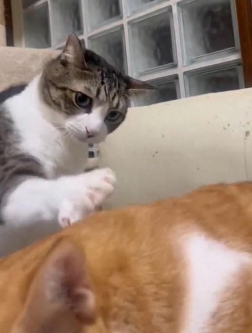 出所：@Neko2Obasan