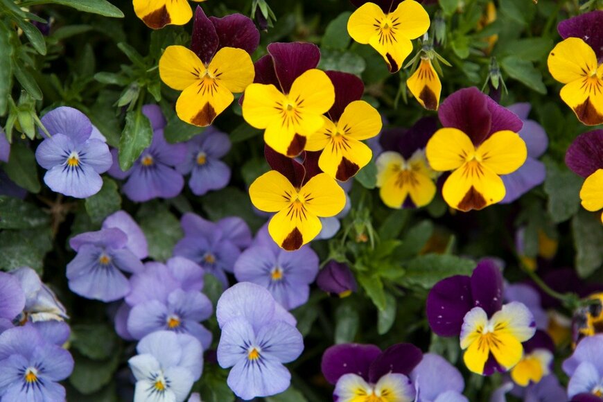 パンジー　Radoslaw Maciejewski/istockphoto.com