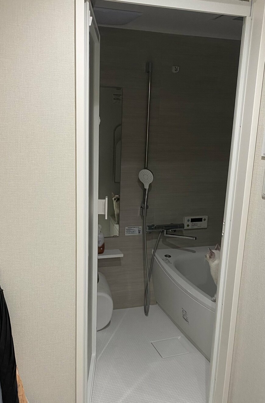 風呂場の鏡をよく見ると「ガン見」していた保護猫 迫力を感じる表情が面白かわいい