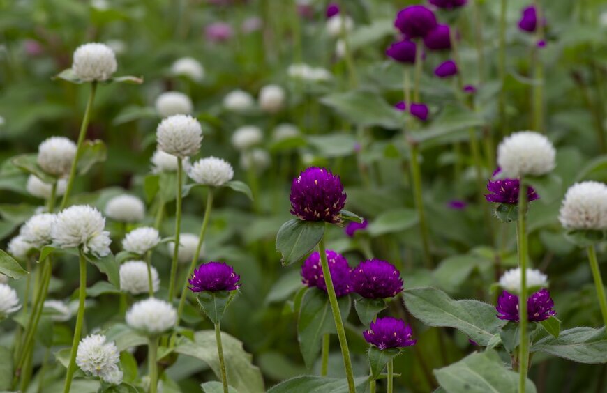 Jaka Suryanta/istockphoto.com