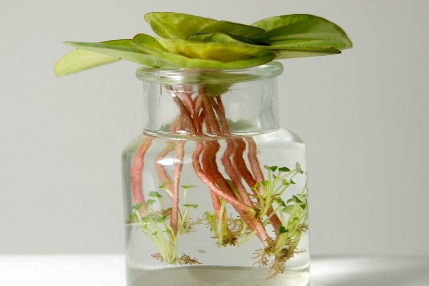 Anastasia Kozhevnikova/shutterstock.com