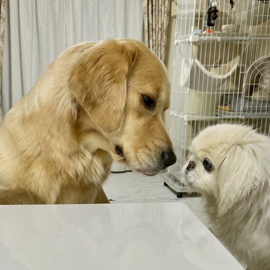 出所：@pu_channeldesu