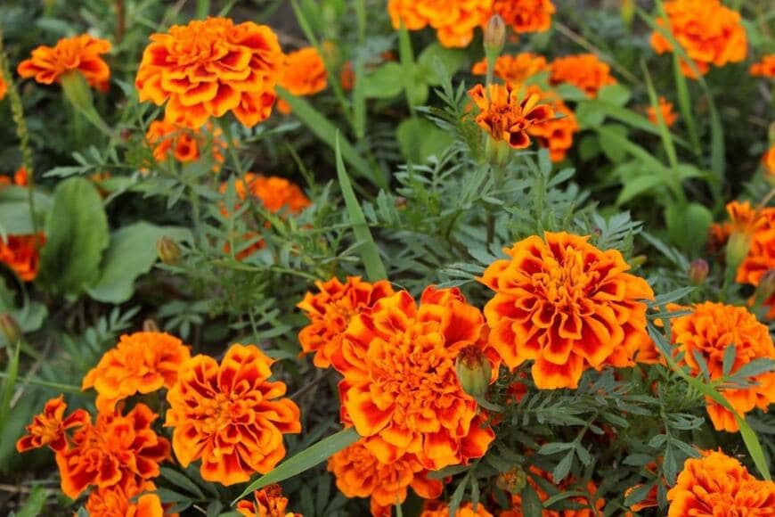 Pernataya/shutterstock.com