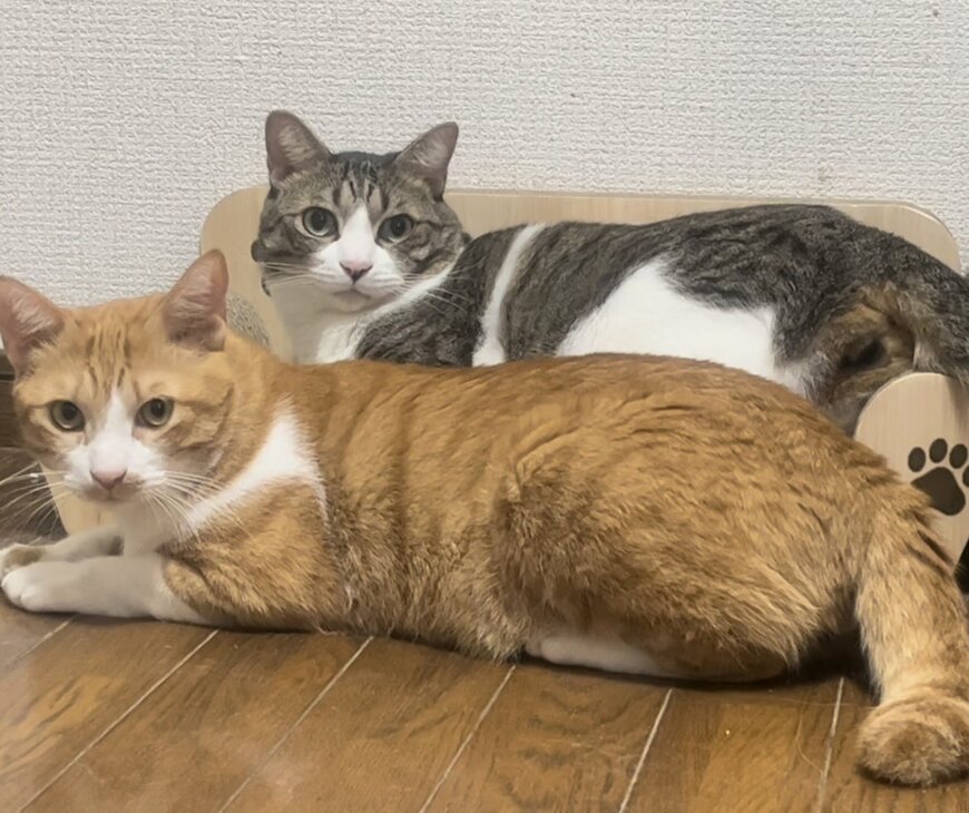 出所：@Neko2Obasan