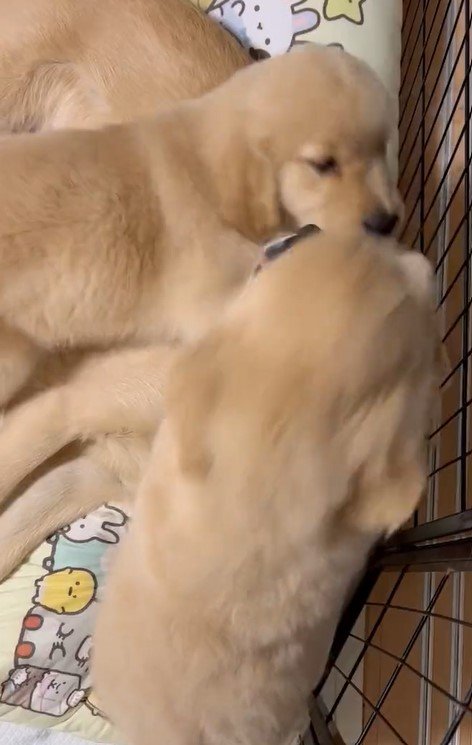 出所：@pu_channeldesu 