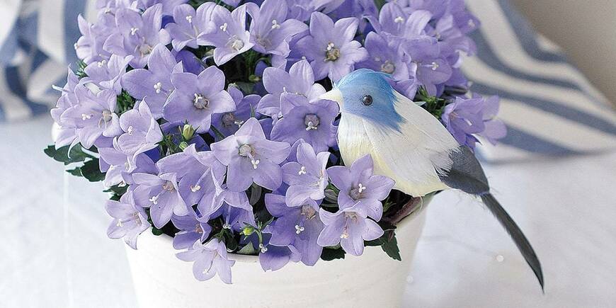 出所：PROVEN WINNERS（R）公式　カンパニュラ メリーベル