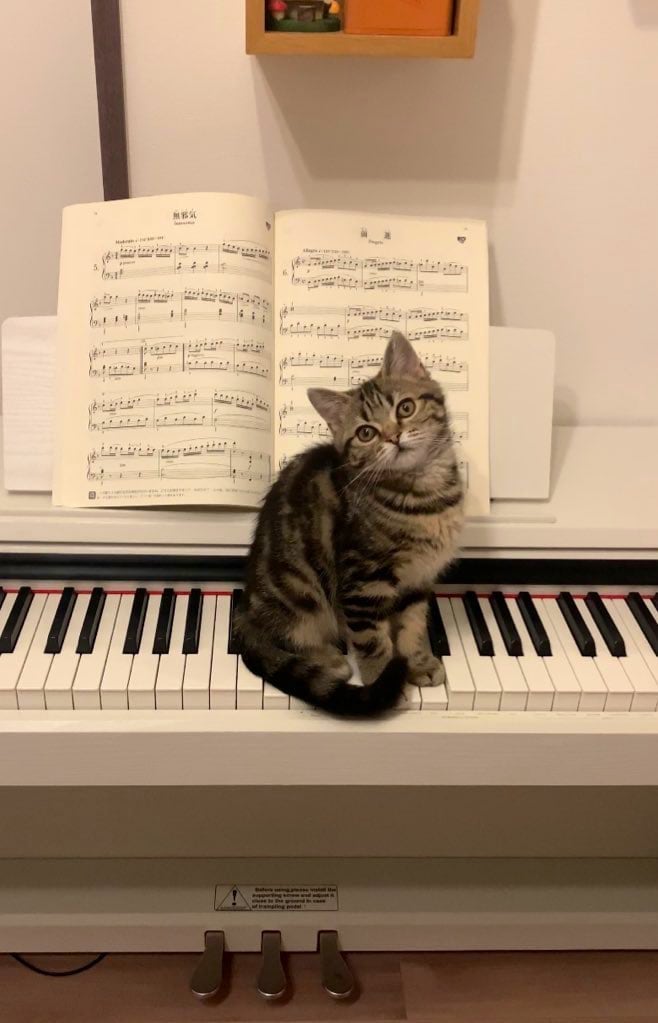 ピアノの鍵盤の上に立ち塞がる子猫　成長後…目を疑う光景が16万回表示！
