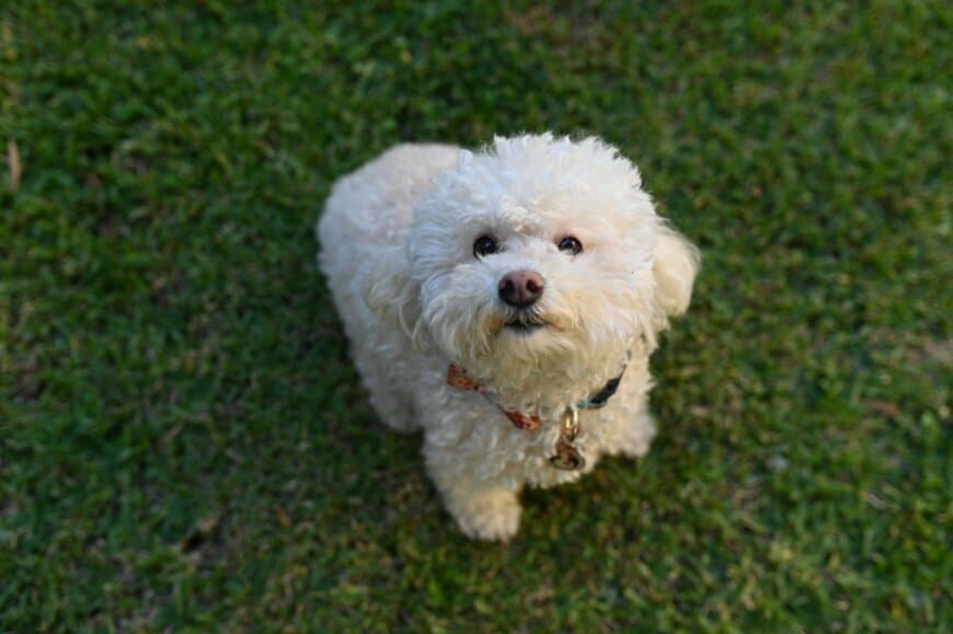 犬と一緒に「花見」をしていたはずなのに…　爆誕してしまった「犬人間」に注目集まる