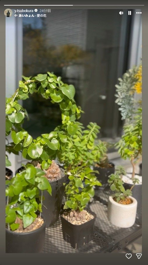 出所：坪倉由幸のInstagram（＠y.tsubokura）　参照日：2026年3月11日