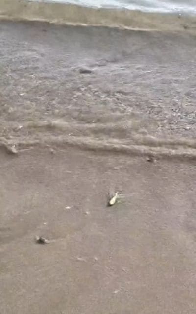 出所：@tantan_pararin