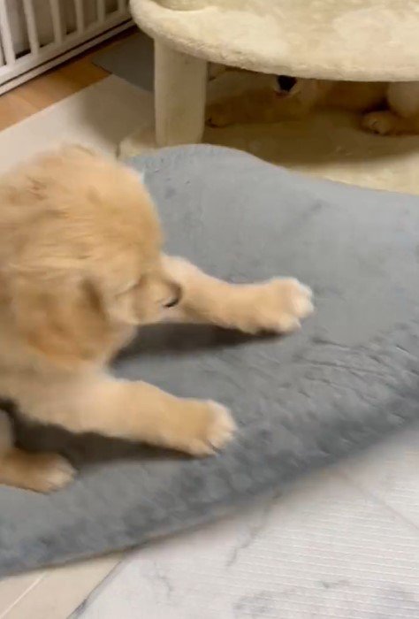 出所：@pu_channeldesu