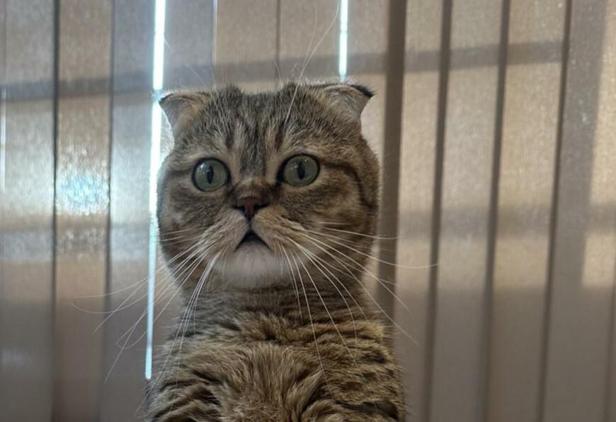 出所：@ponpokopontanu