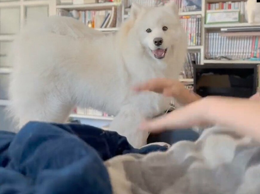 出所：@samoedsoran