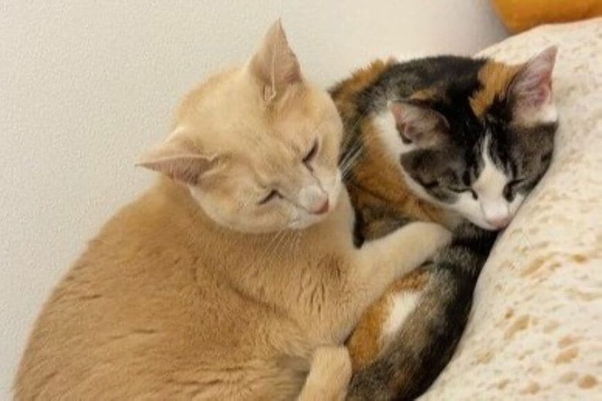 ツンデレな「元保護猫」が眠る側を見てみると…　「安心して寄り添う猫の姿」に思わずほっこり